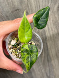 Alocasia Maharani Lime