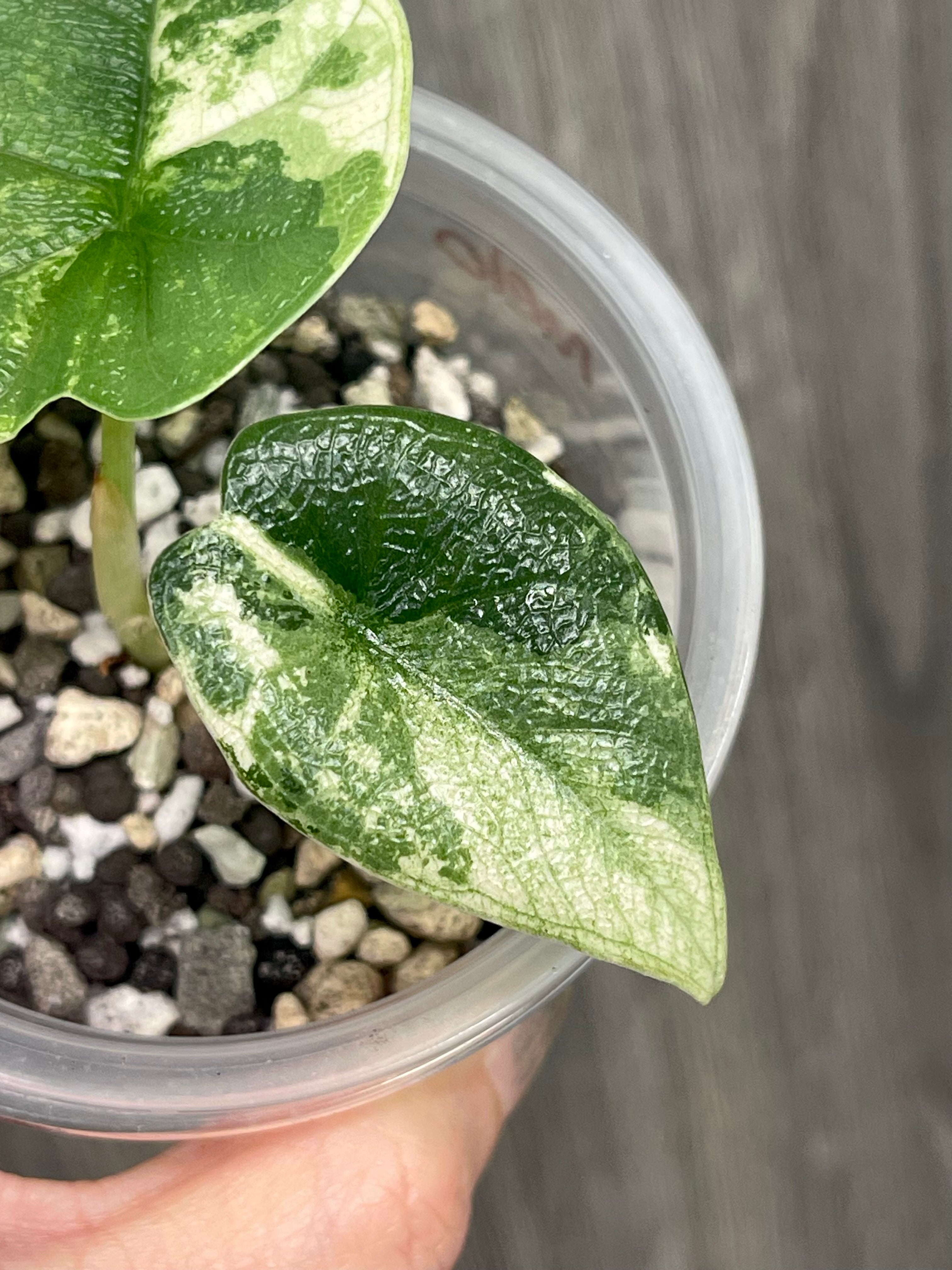 Alocasia Melo Albo Mint