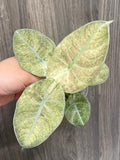 Alocasia Black Velvet Pink Full Mint