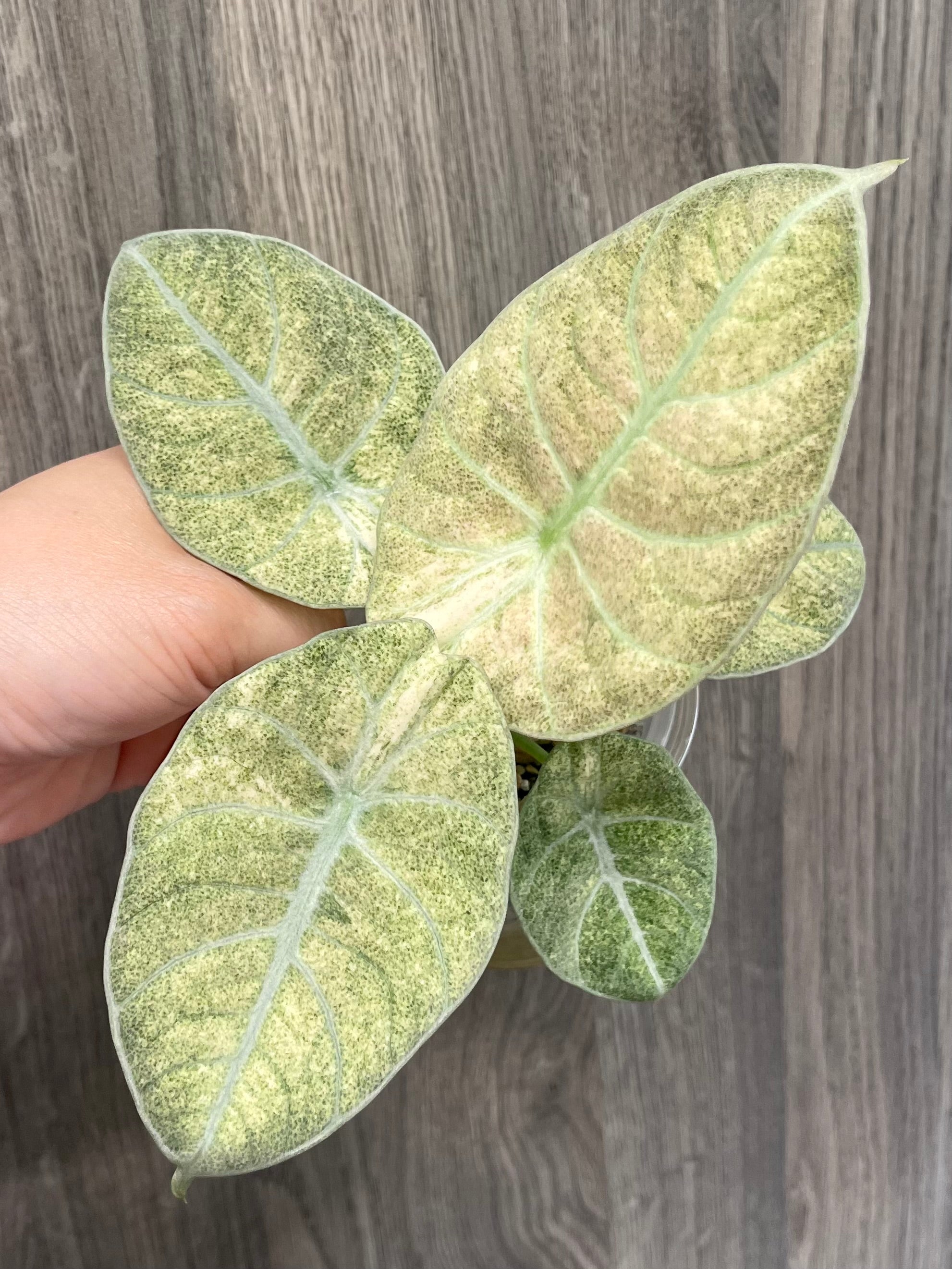 Alocasia Black Velvet Pink Full Mint