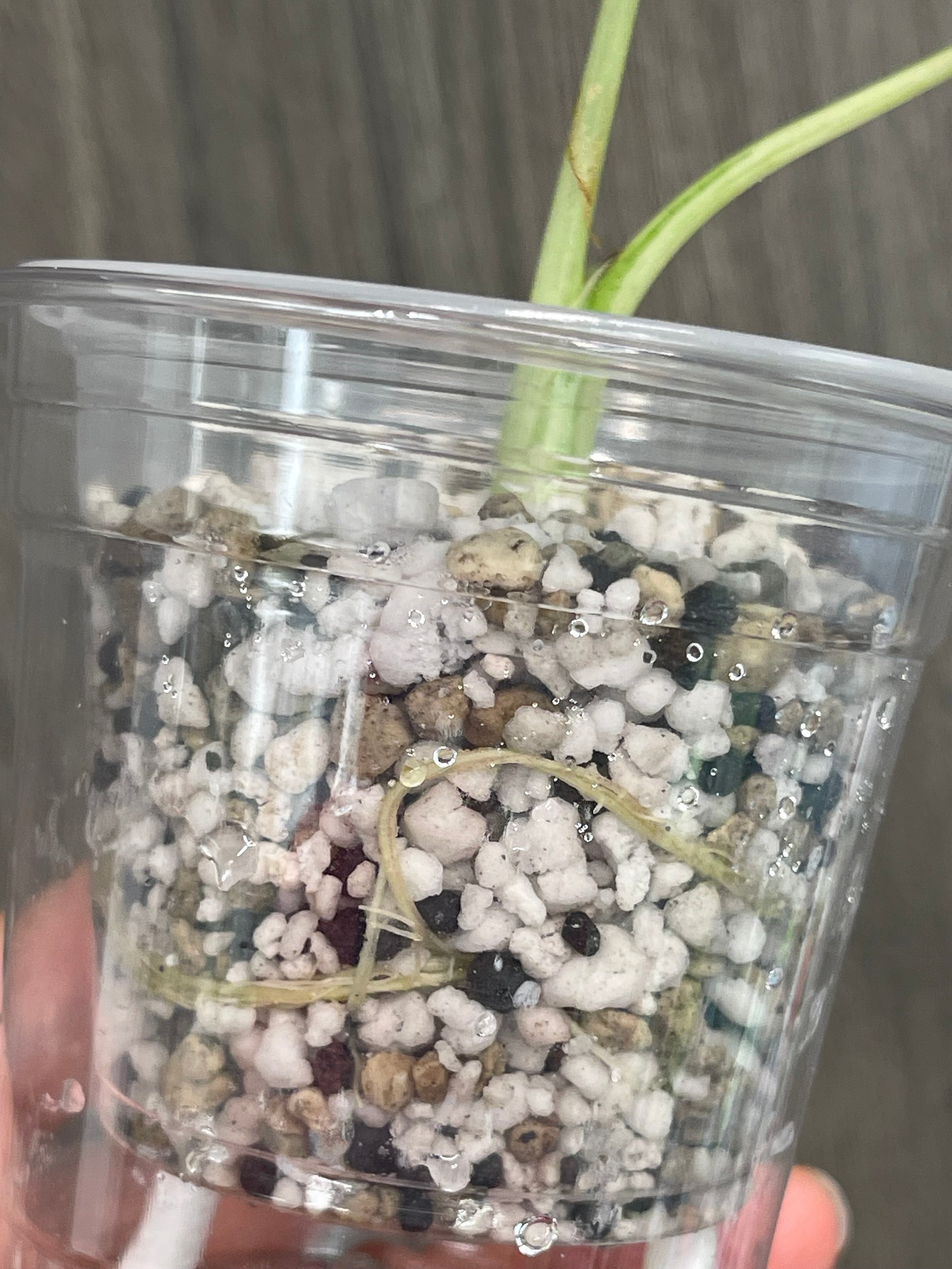 Alocasia Regal Shield Albo A