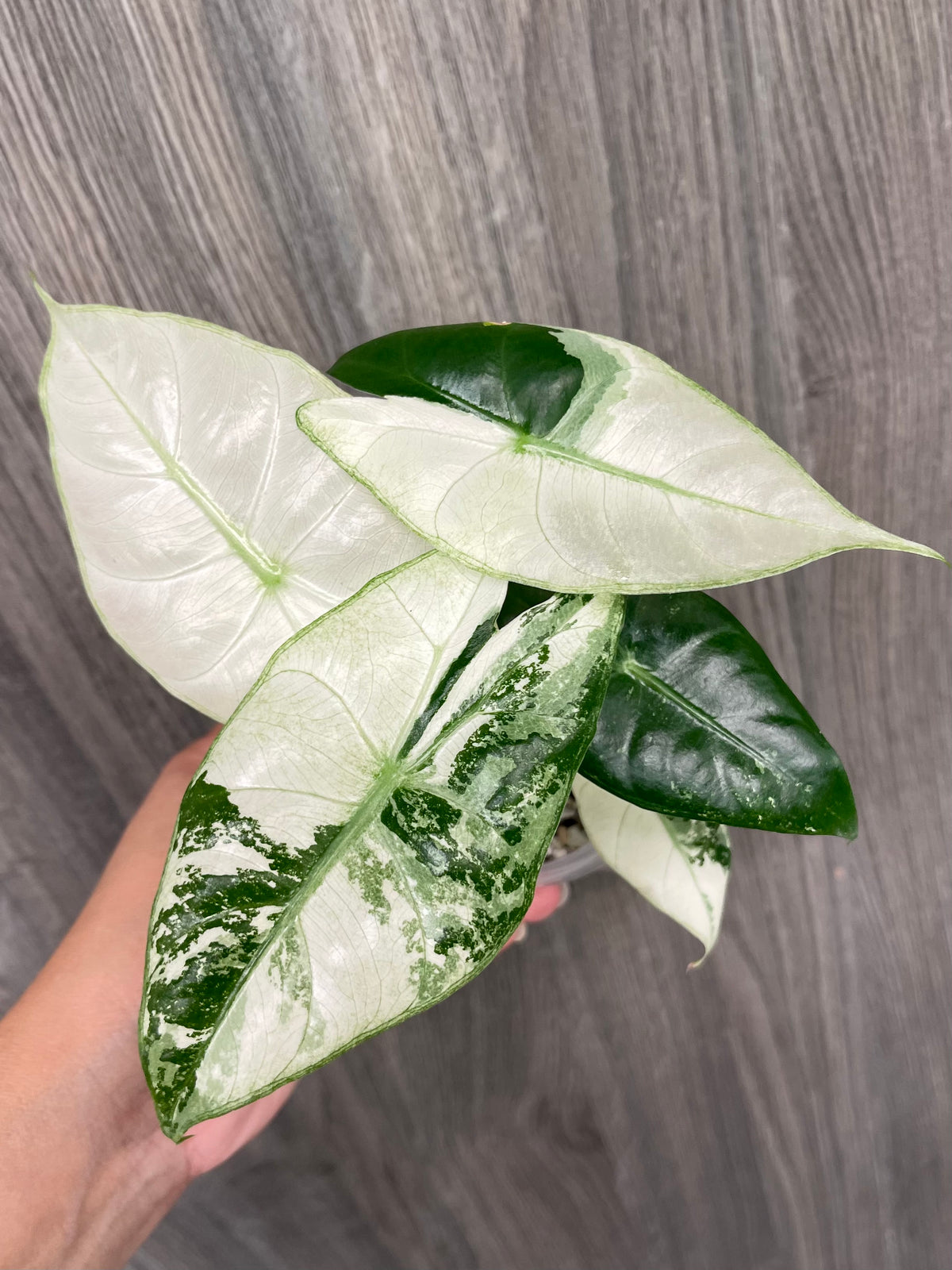 Alocasia Pink Dragon Albo