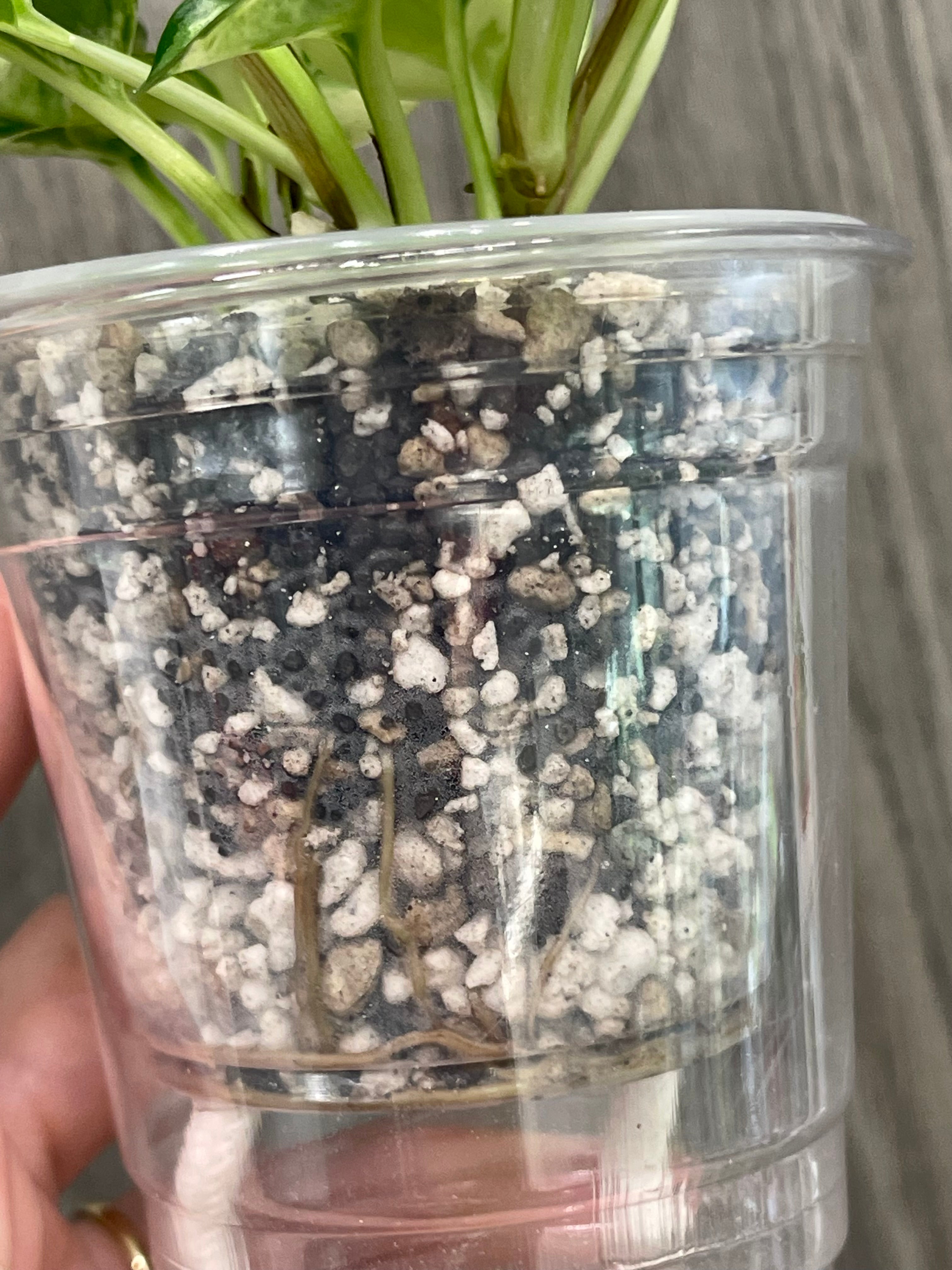 Pothos Japanese Global B