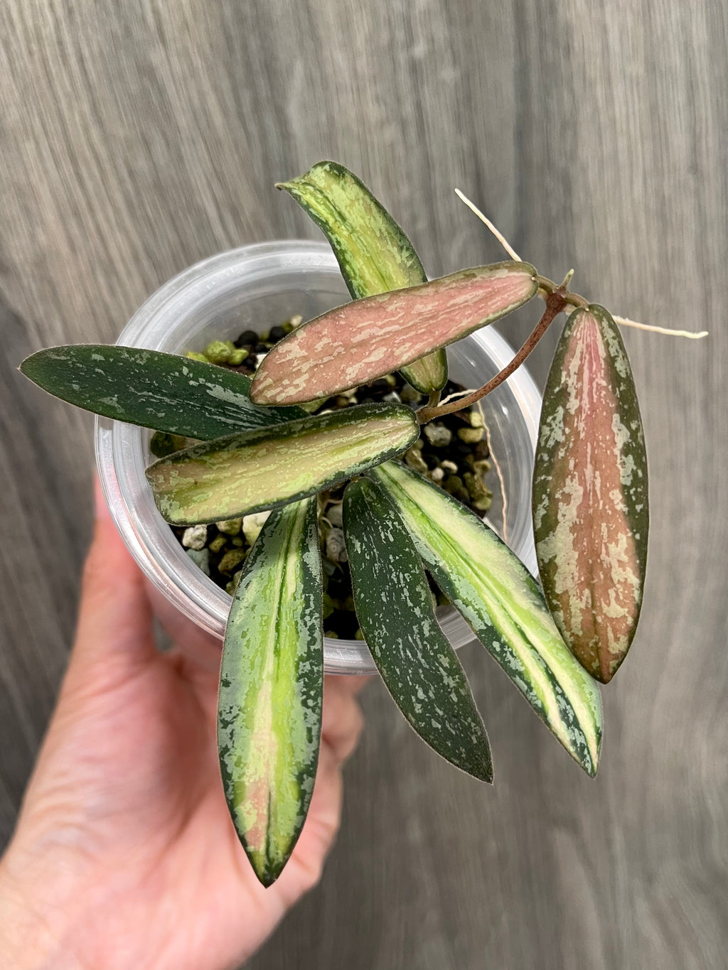 Hoya Sigillatis Inner Variegated