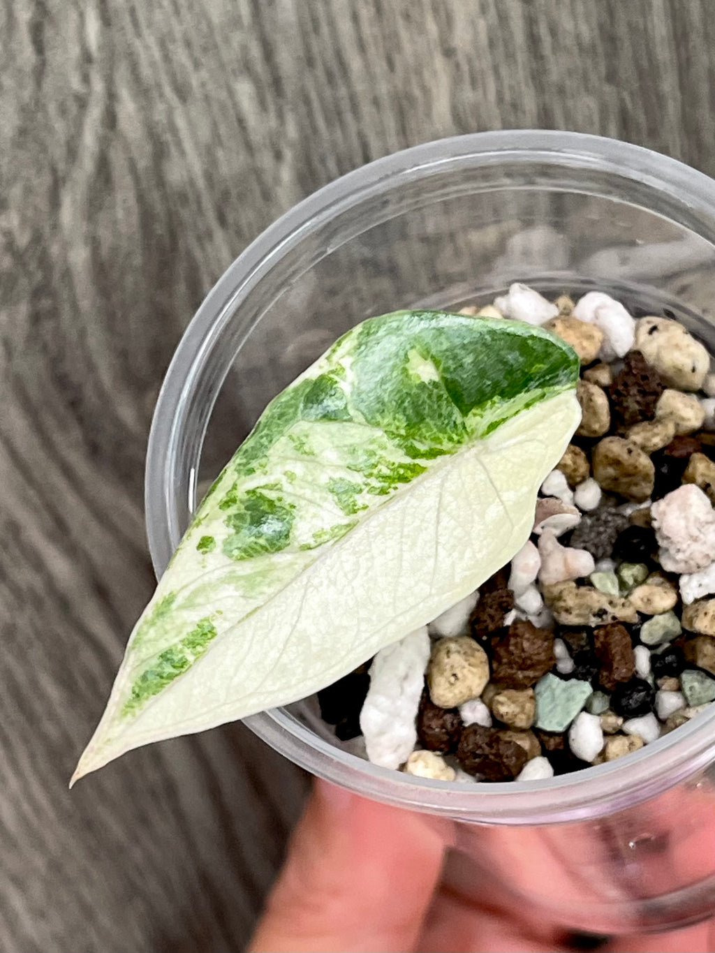Alocasia Metallic Blue Albo B