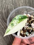 Alocasia Metallic Blue Albo B