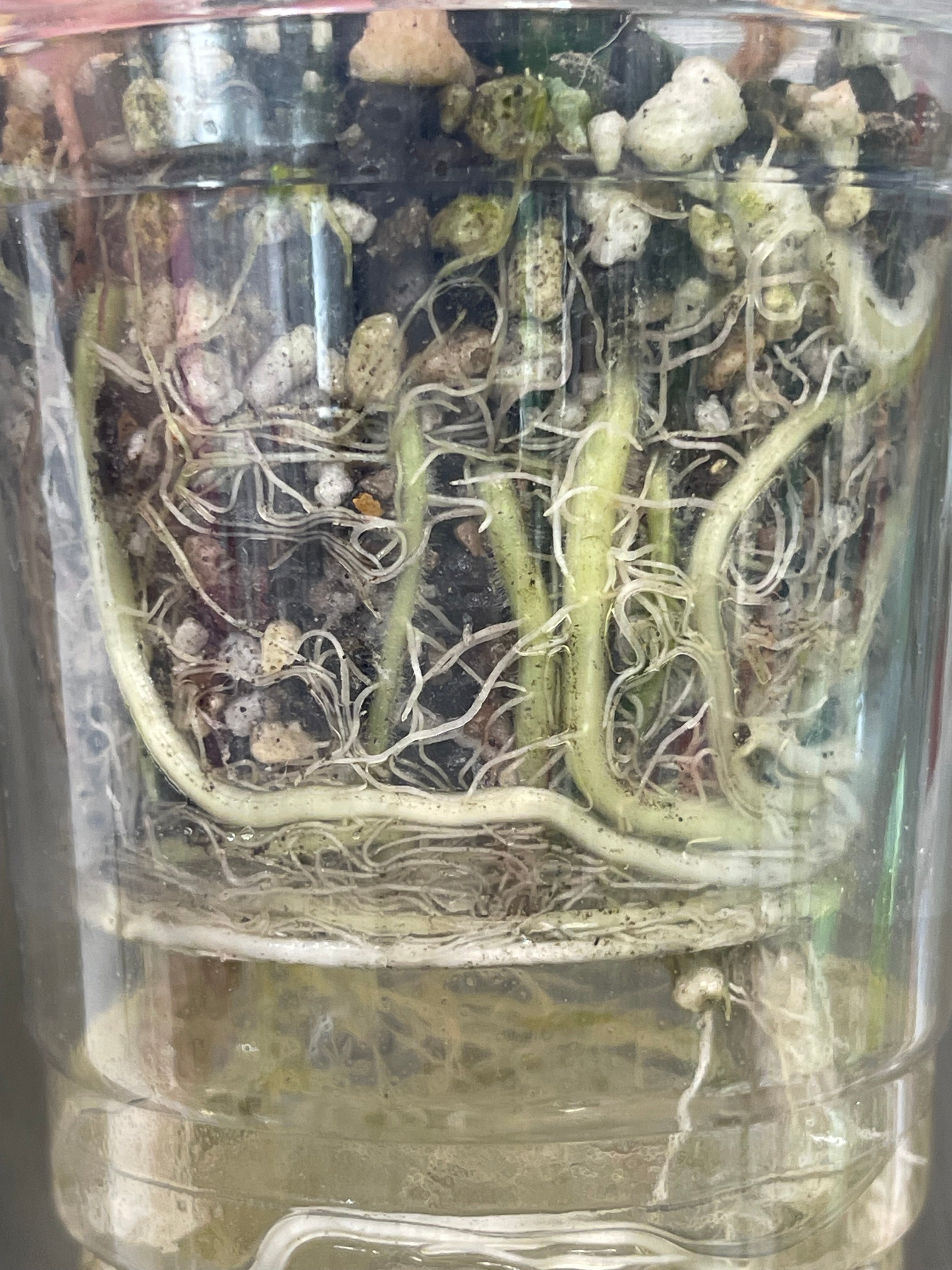 Alocasia Pseudo Pink C