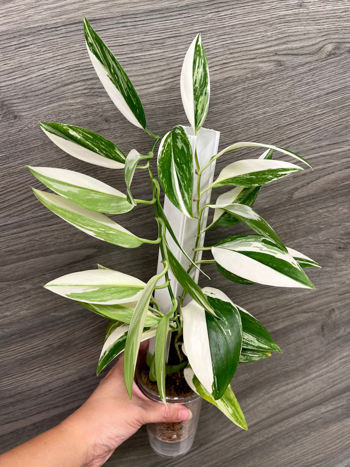 Scindapsus Treubii Narrow