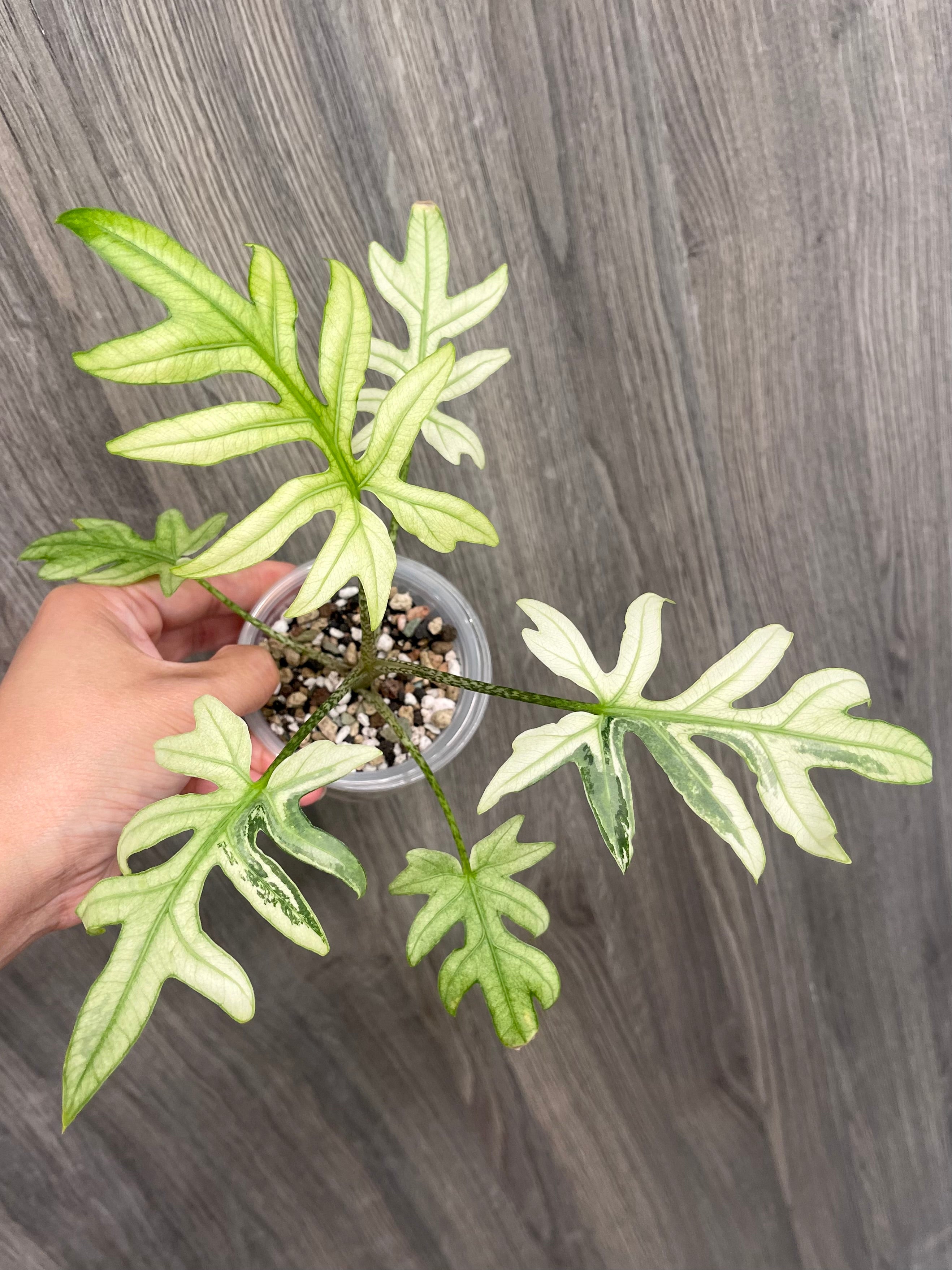 Alocasia Brancifolia Albo B