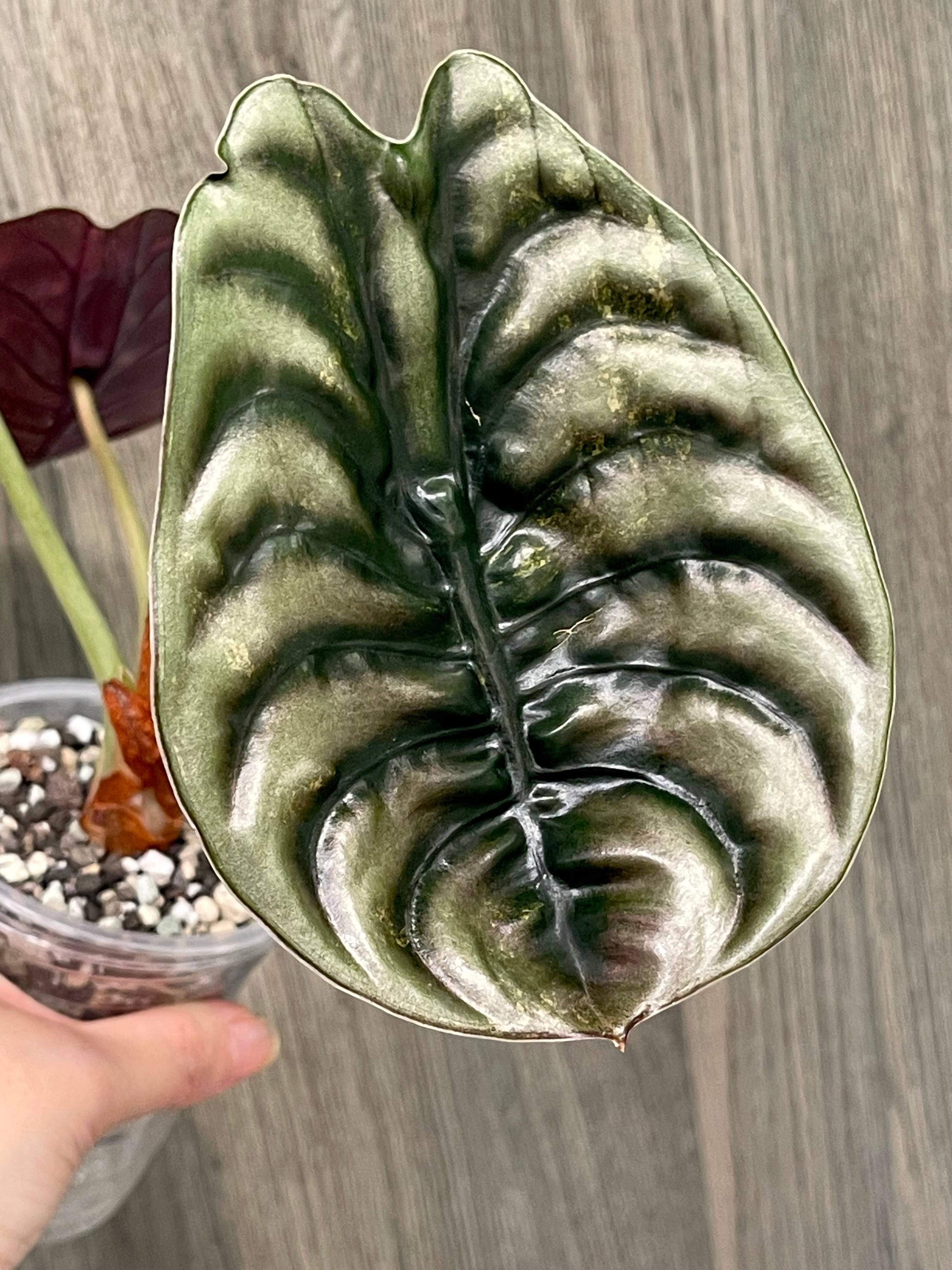 Alocasia Cuprea Latte