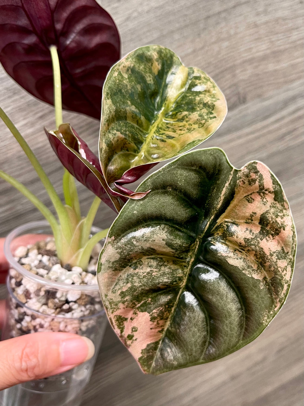 Alocasia Cuprea Latte A