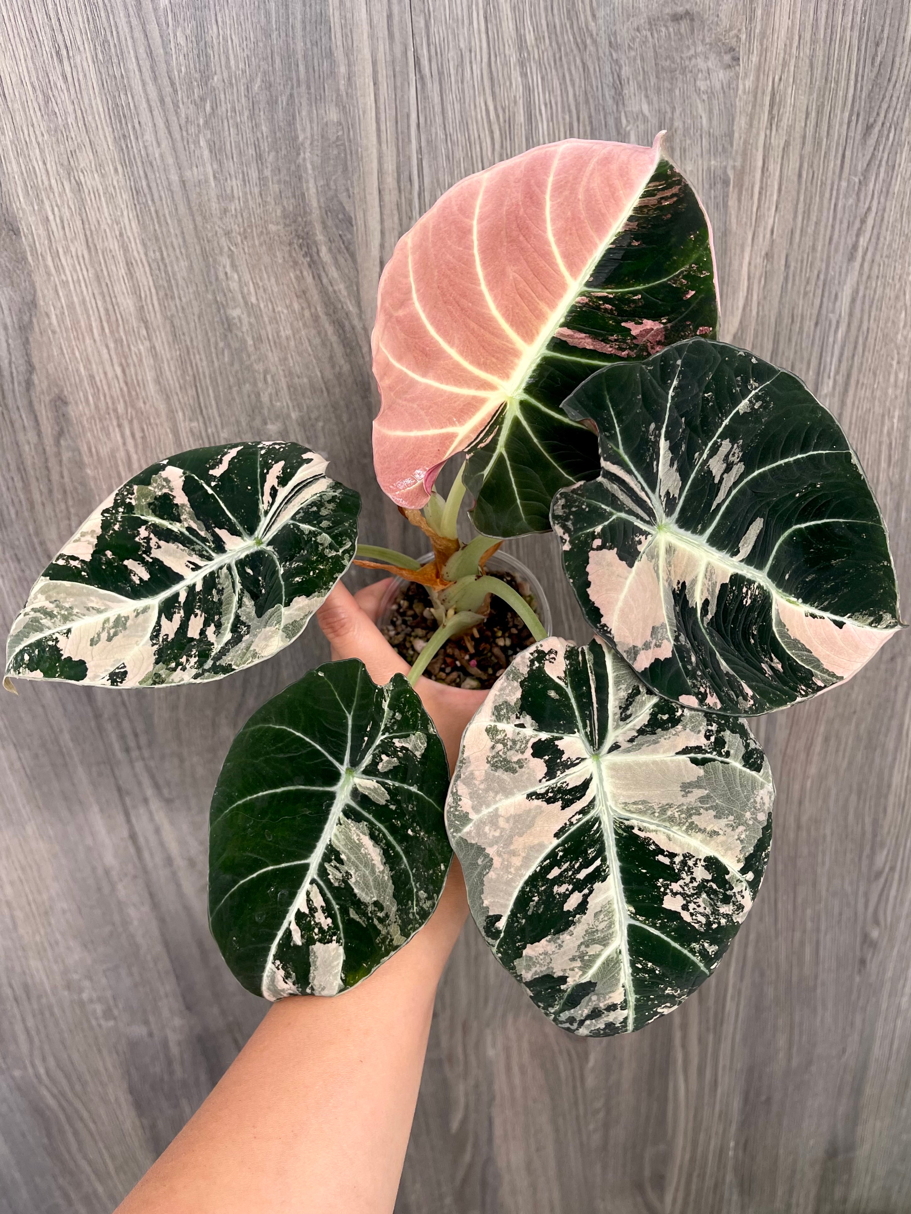 Alocasia Black Velvet Pink C