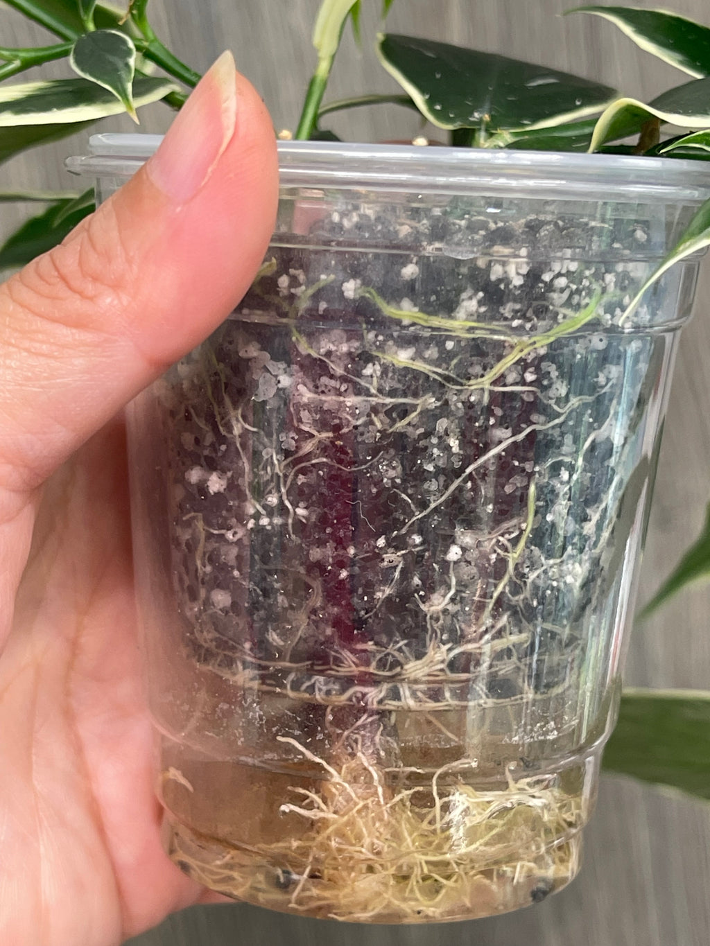 Hoya Polyneura Outer Variegated