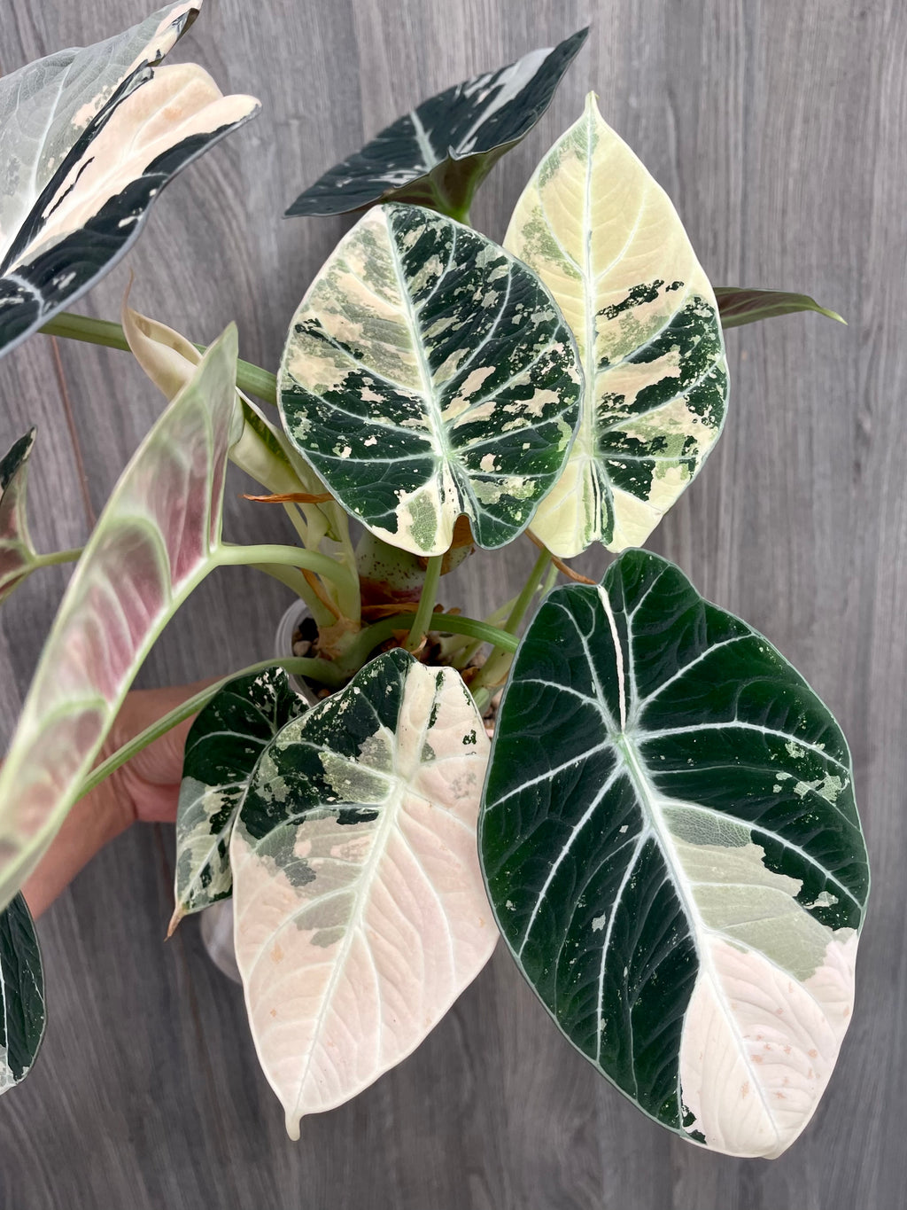 Alocasia Black Velvet Albo A