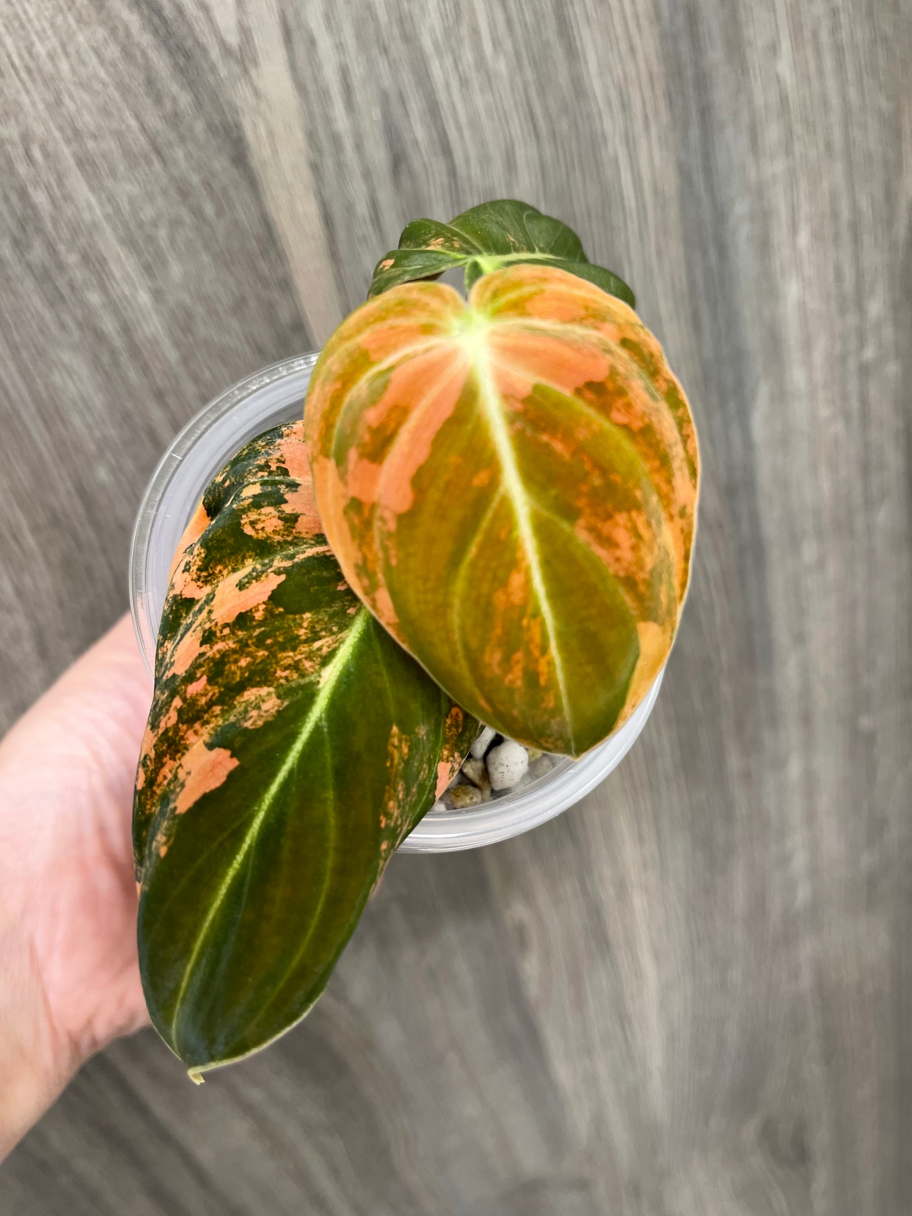 Philo Melano Orange Bonfire