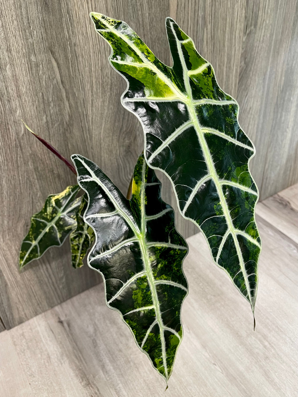 Alocasia Sanderiana Bull Aurea