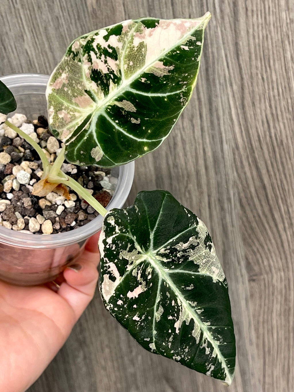 Alocasia Black Velvet Pink
