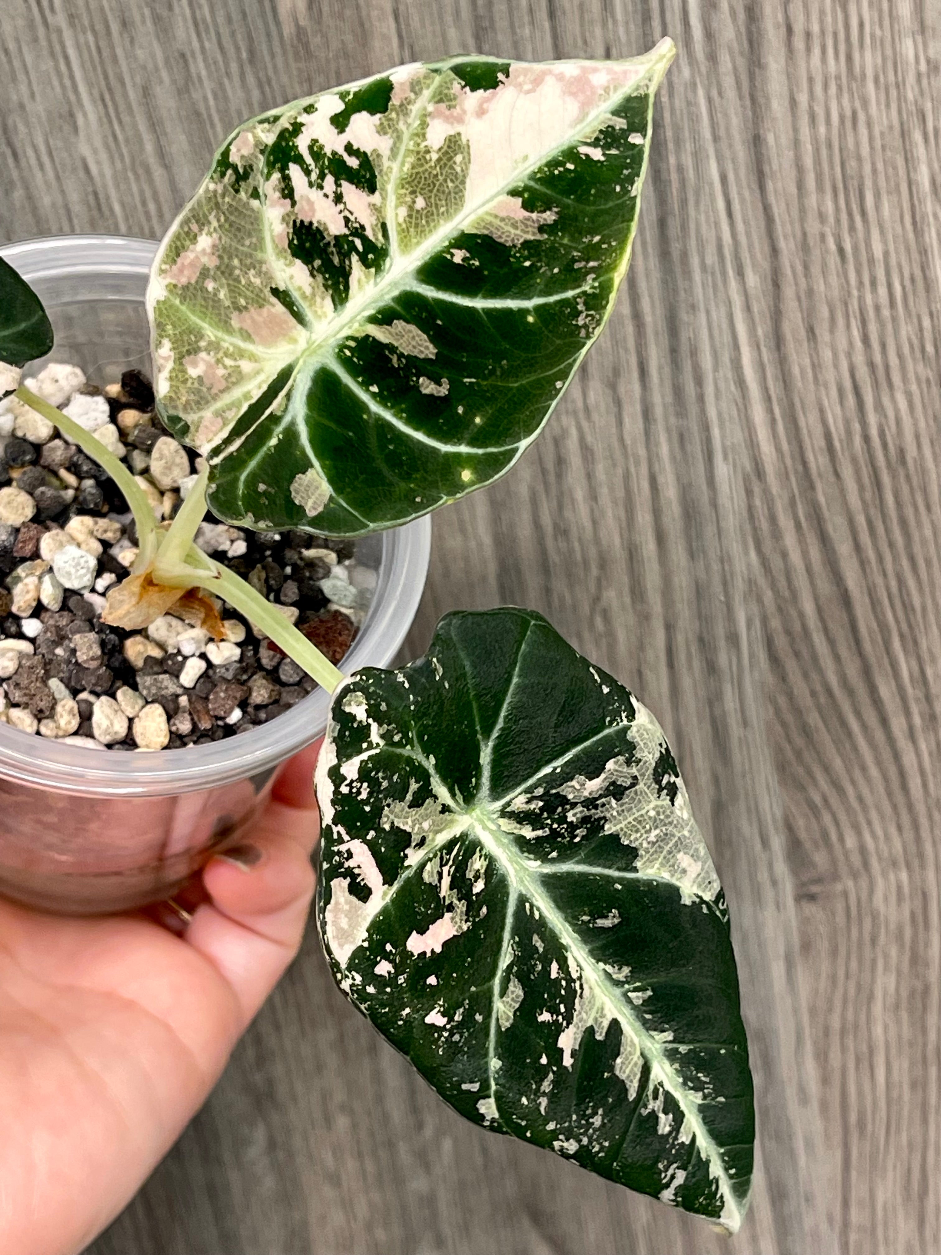Alocasia Black Velvet Pink