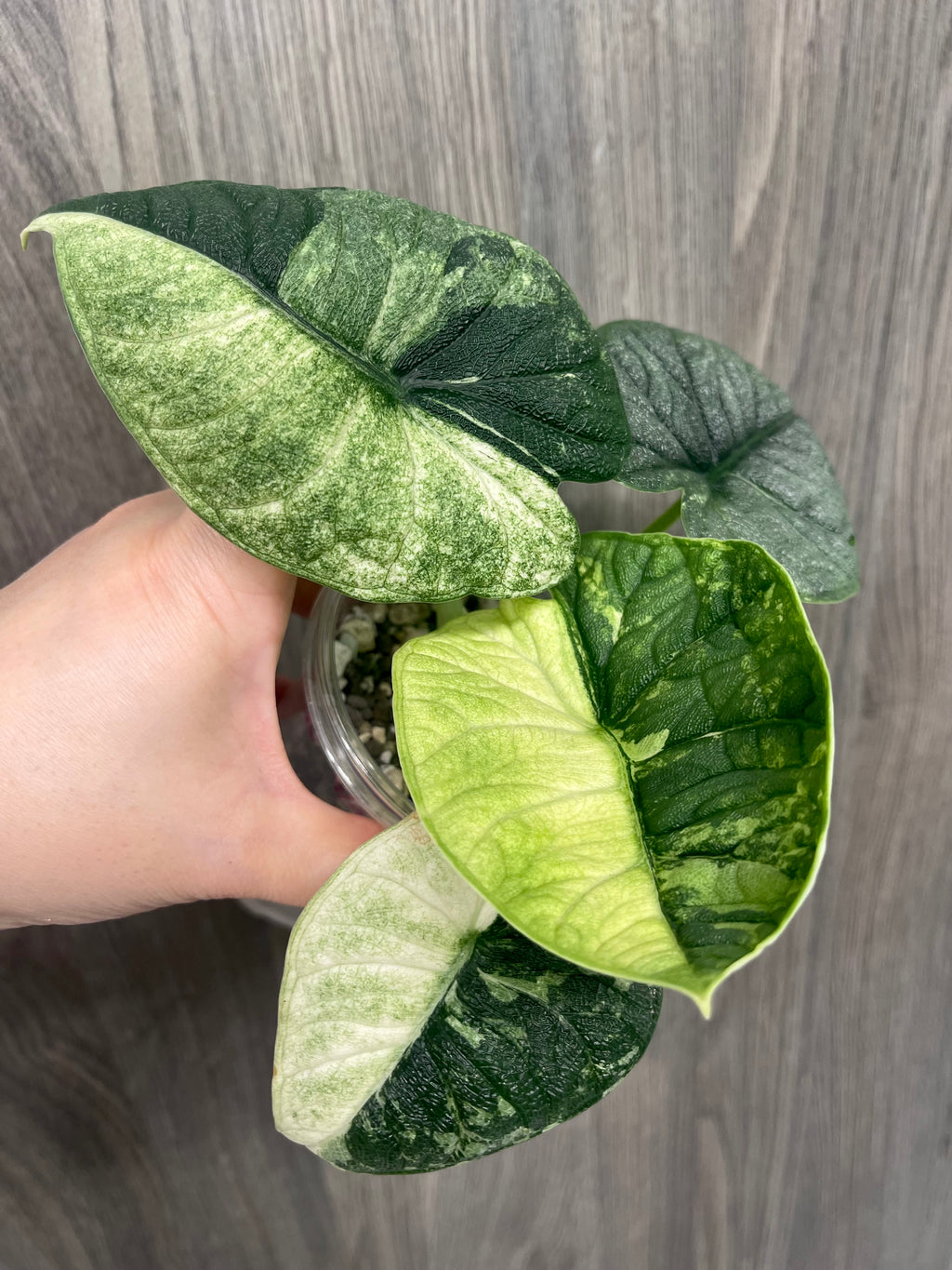 Alocasia Melo Albo Mint