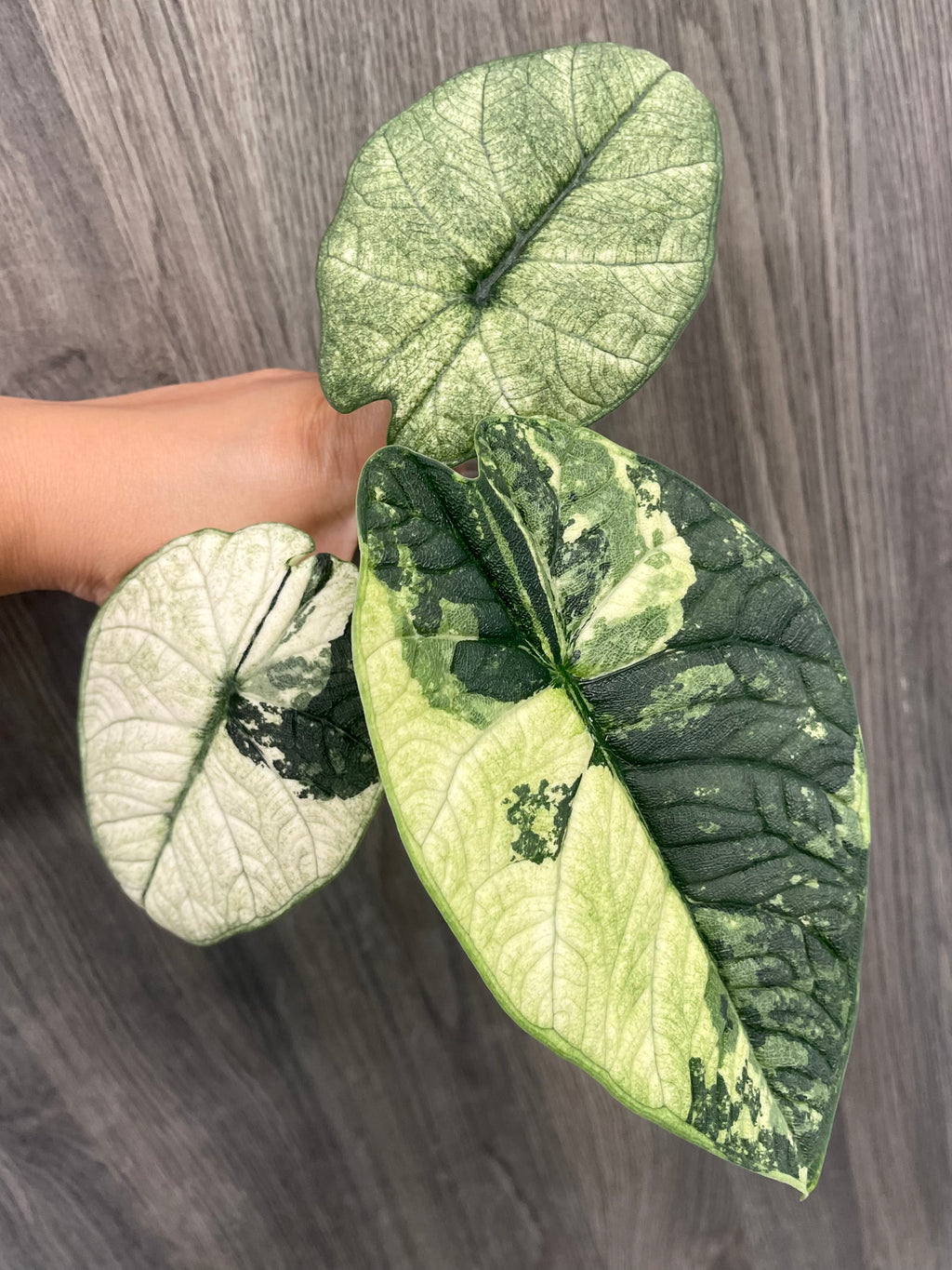 Alocasia Melo Mint D