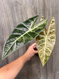 Alocasia Black Satun Pink Stardust