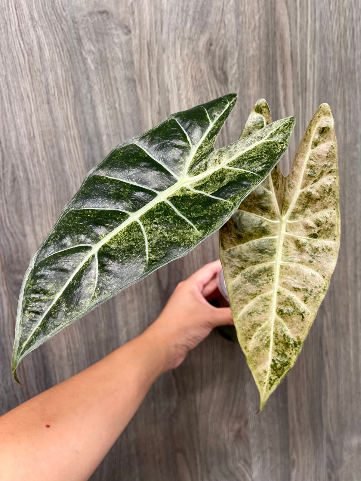 Alocasia Black Satun Pink Stardust