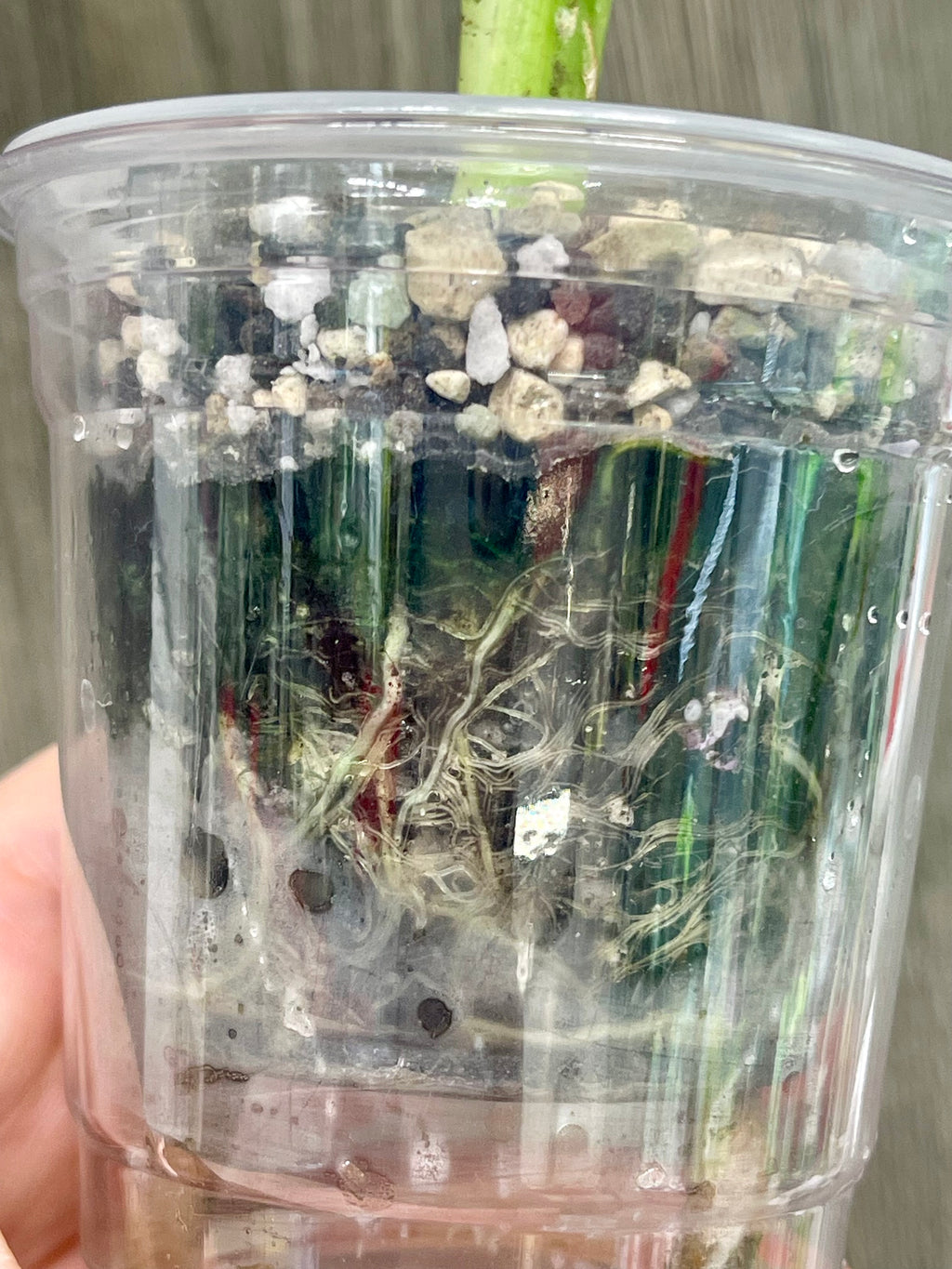 Alocasia Scabriuscula Pink Albo