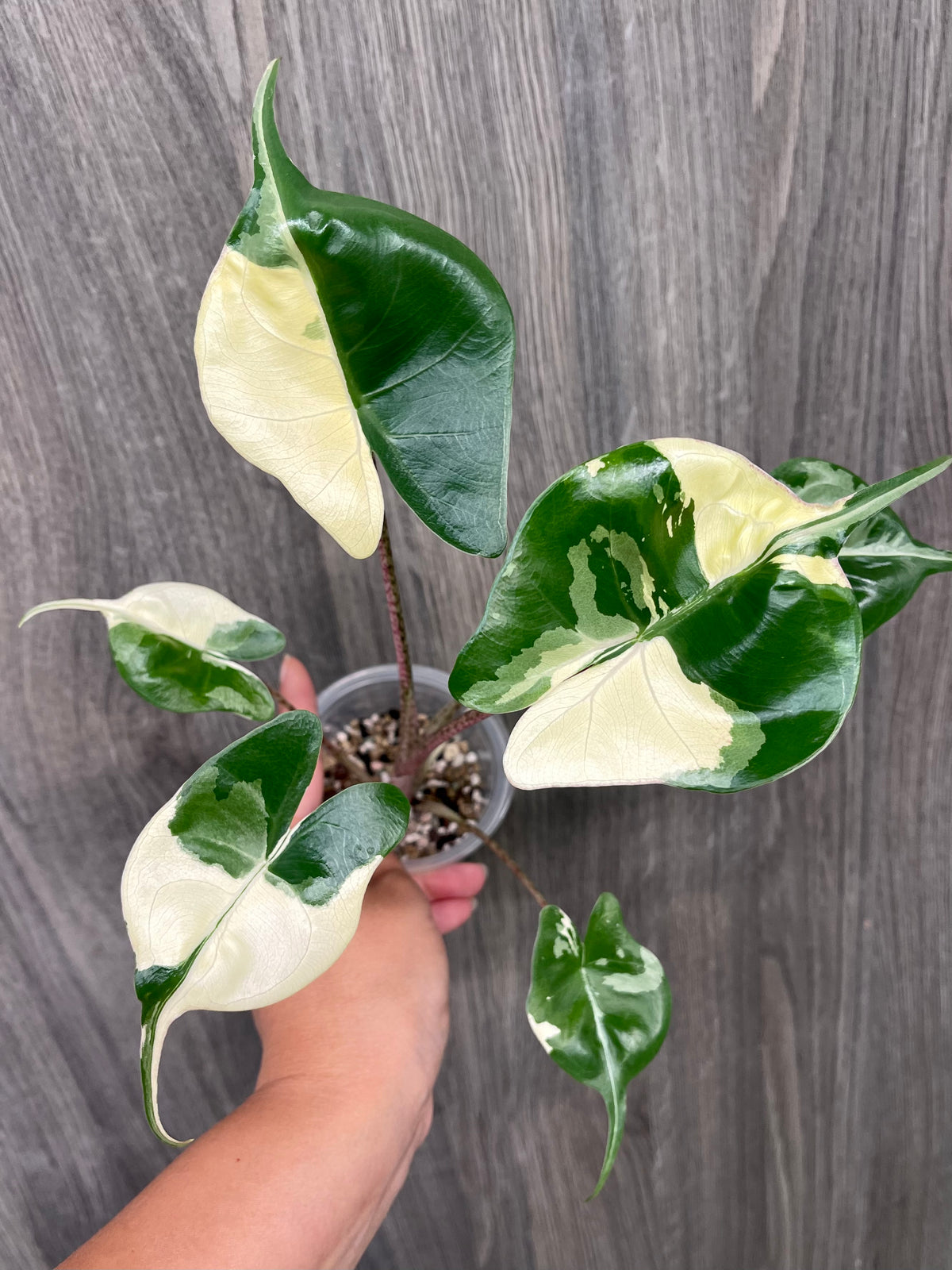 Alocasia Stingray Albo