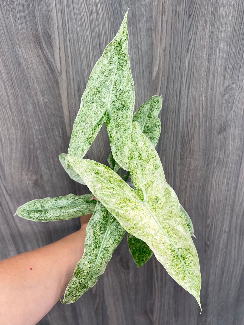 Alocasia Longiloba Mint Marble C
