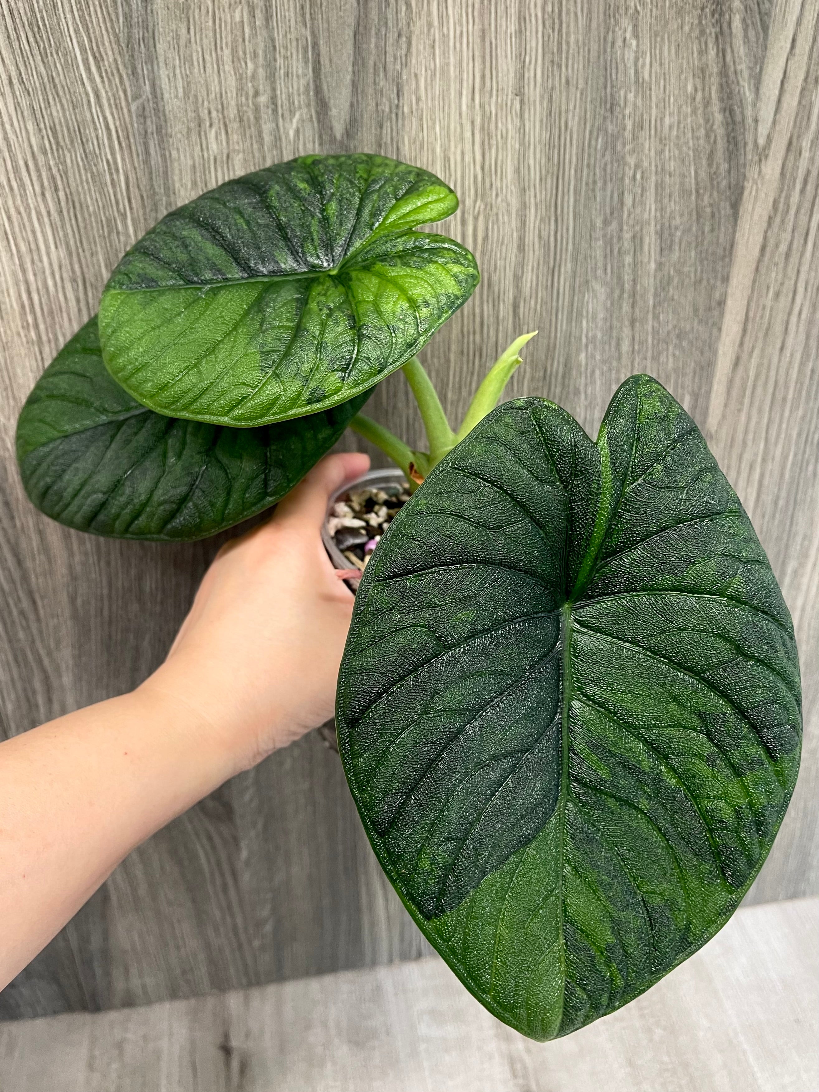 Alocasia Melo Green on Green