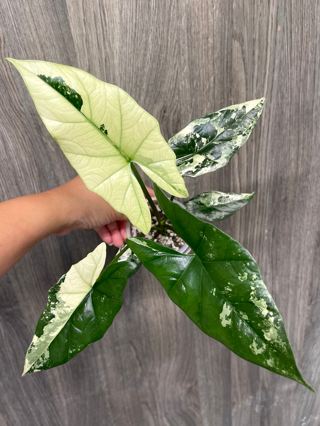 Alocasia Simpo Albo C