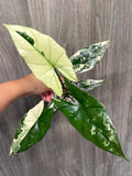 Alocasia Simpo Albo C