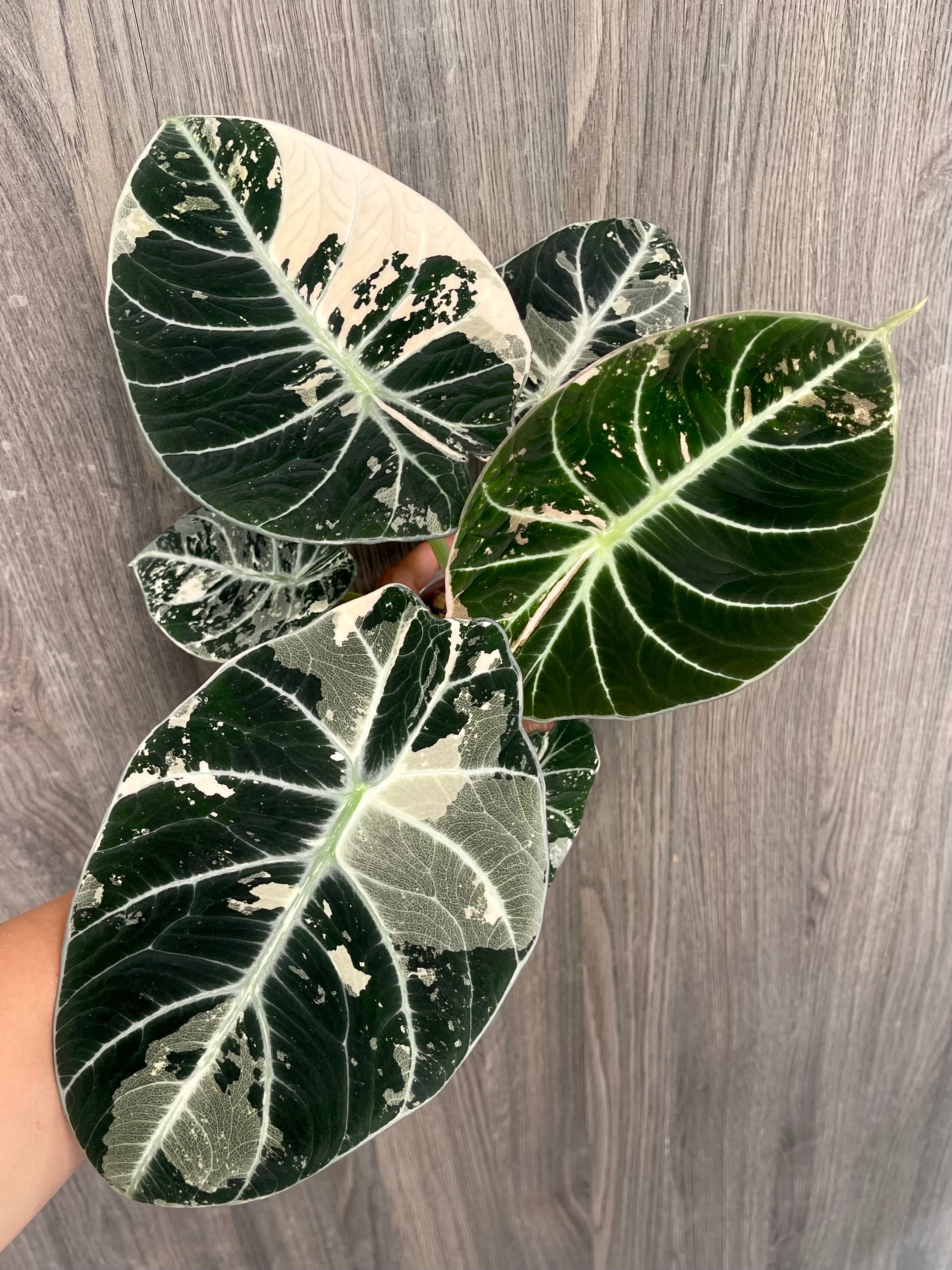 Alocasia Black Velvet Albo B