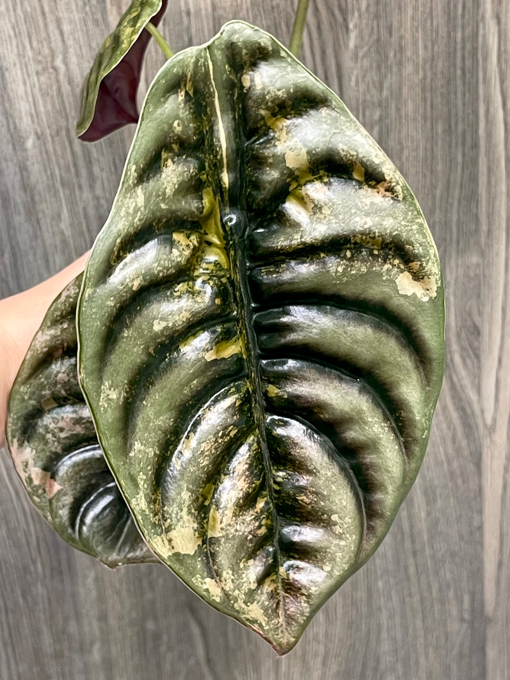 Alocasia Cuprea Latte