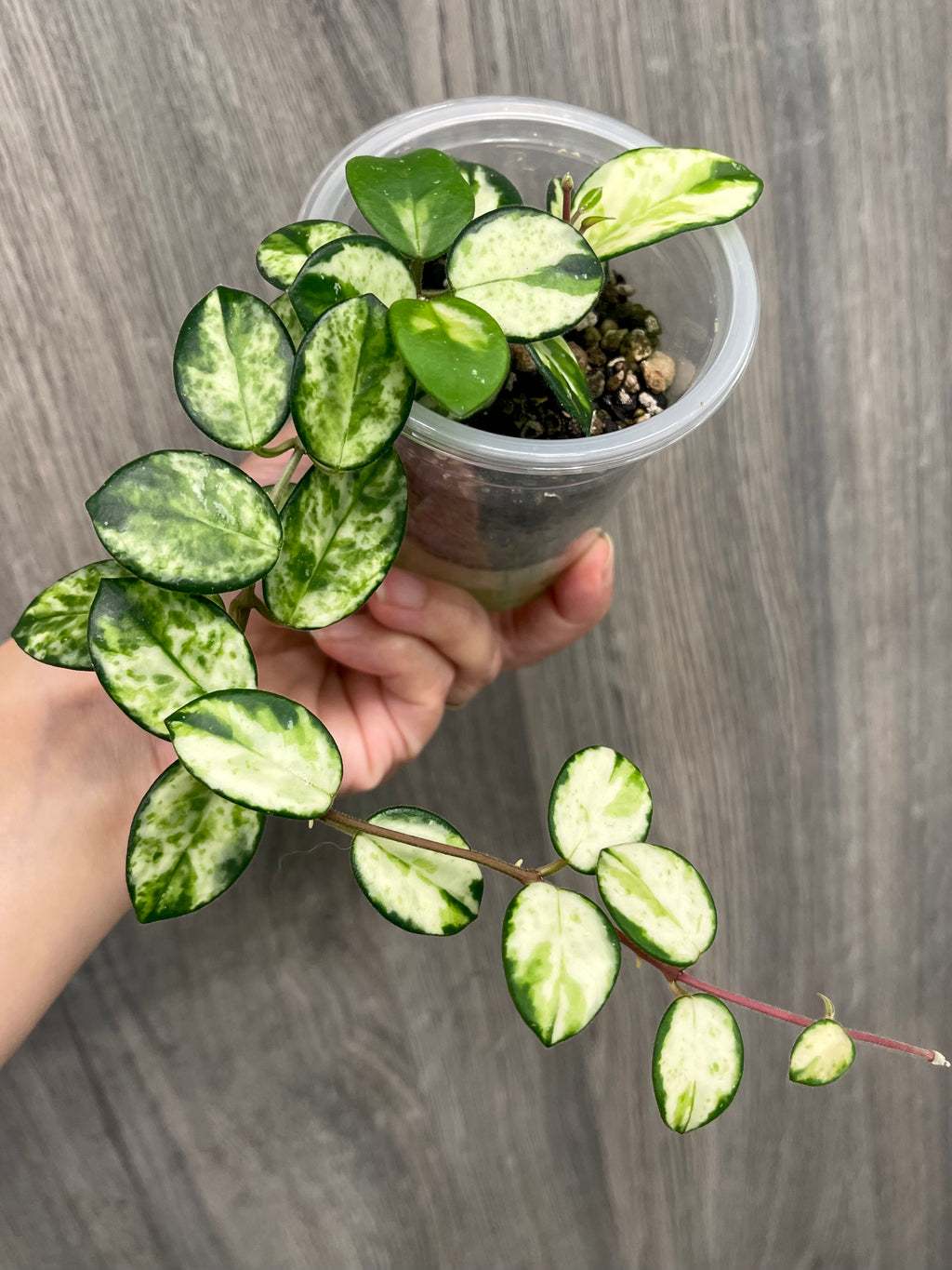 Hoya Mathilde Variegated A