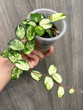 Hoya Mathilde Variegated A