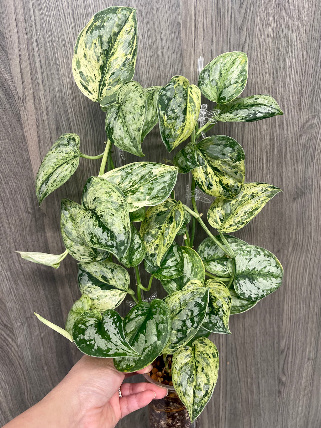 Scindapsus Peasun