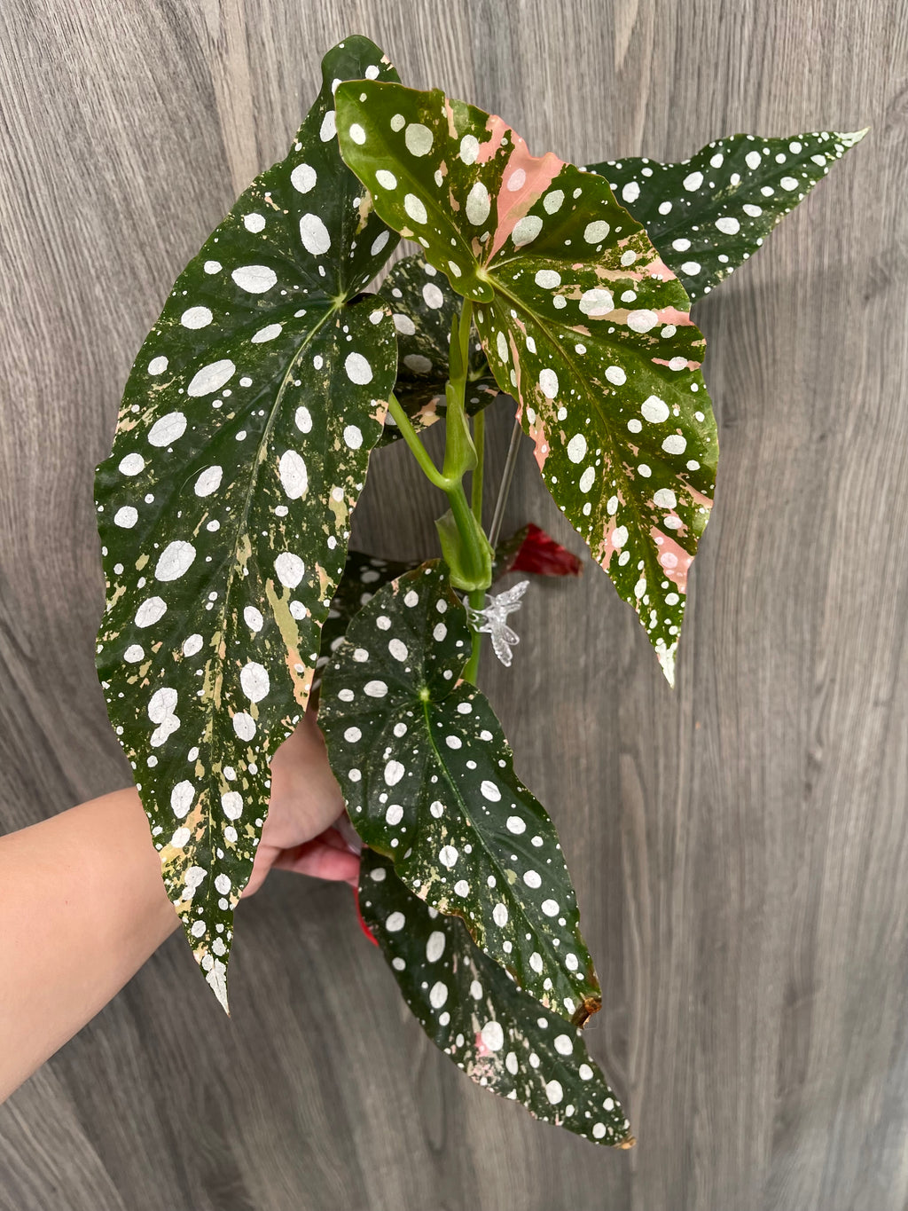 Begonia Maculata Pink A