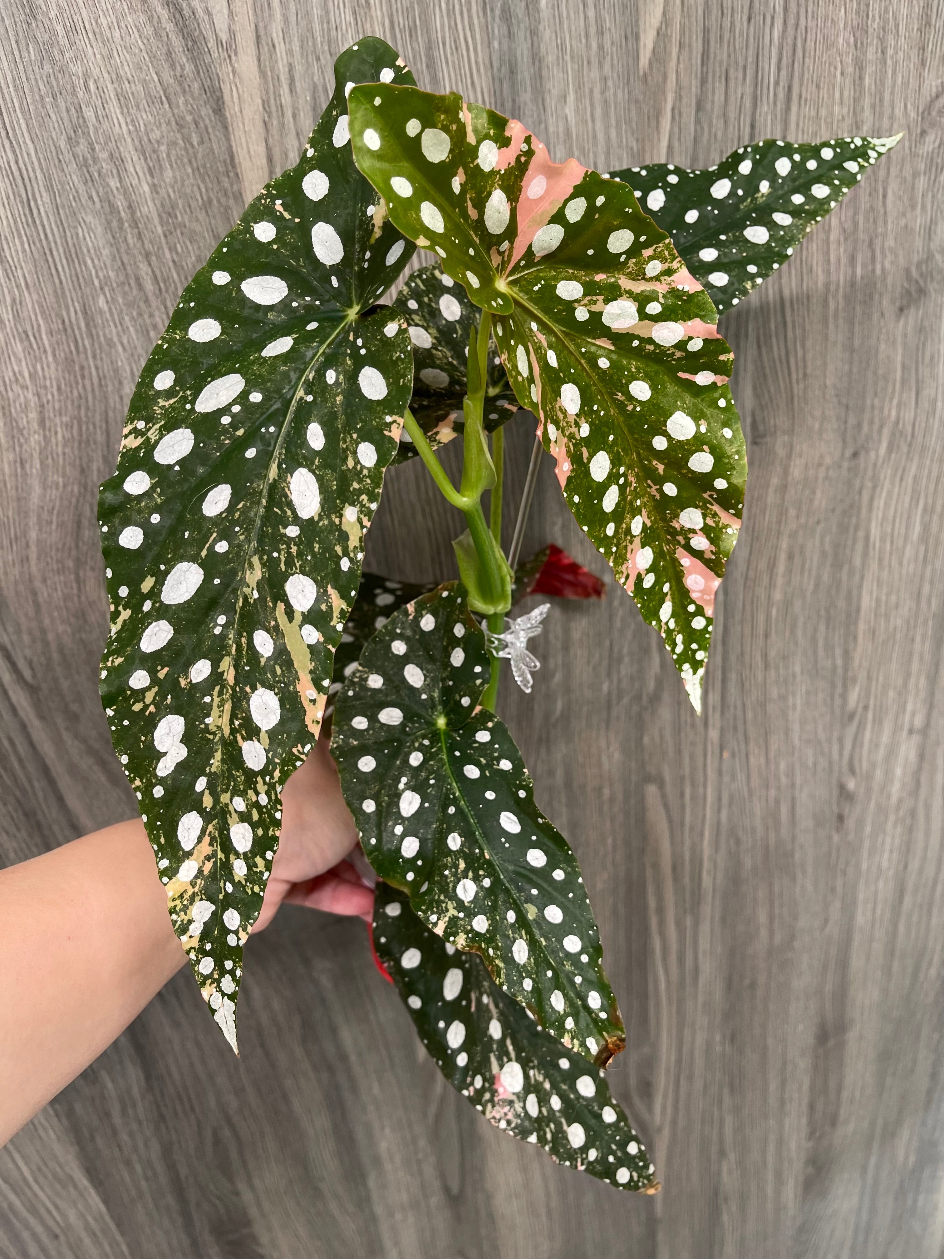 Begonia Maculata Pink A