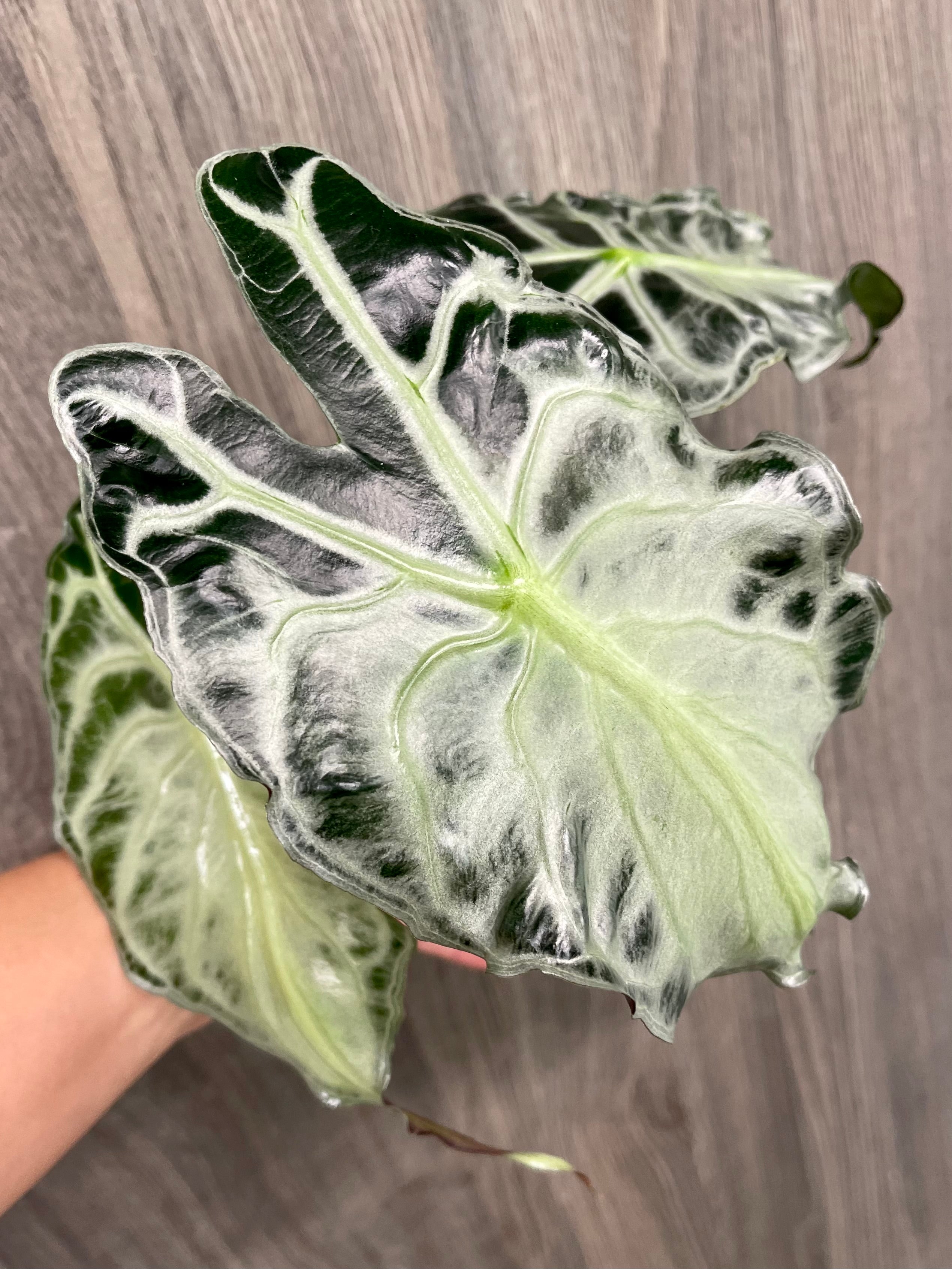 Alocasia Venom A