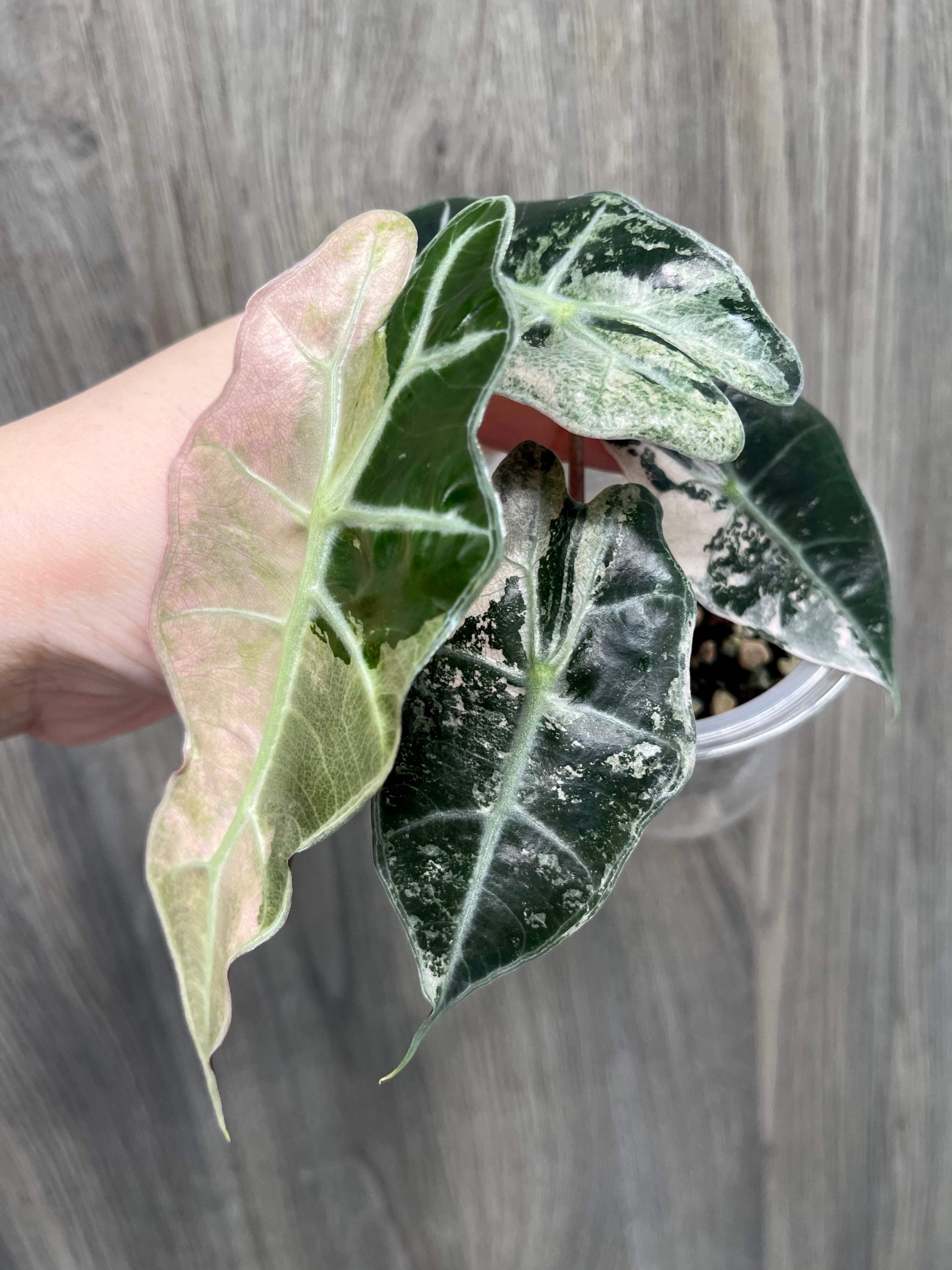 Alocasia Polly Pink Albo Mint A