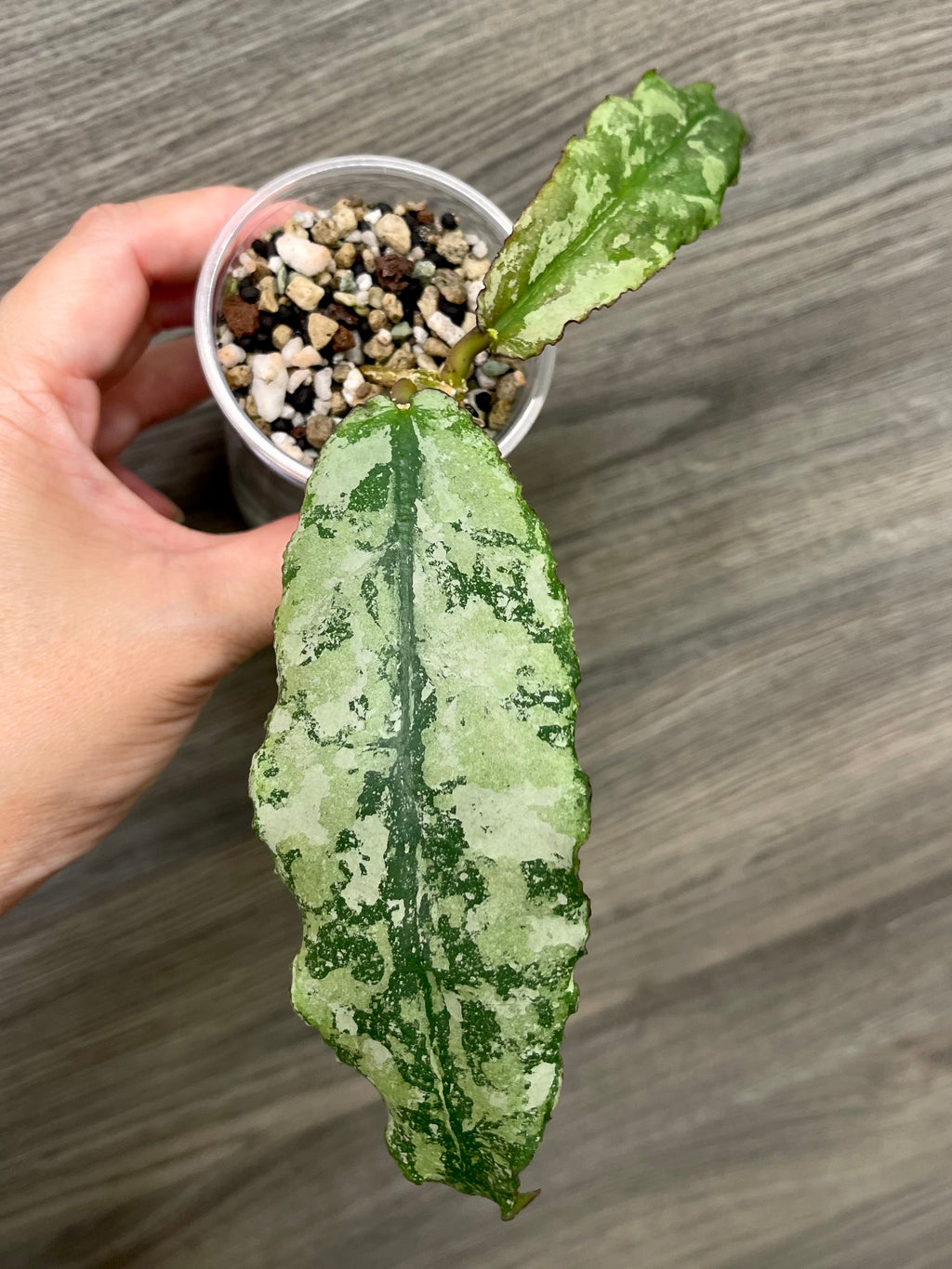 Hoya Undulata Silver (Clone 2)