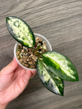 Hoya Madara Green Edge C