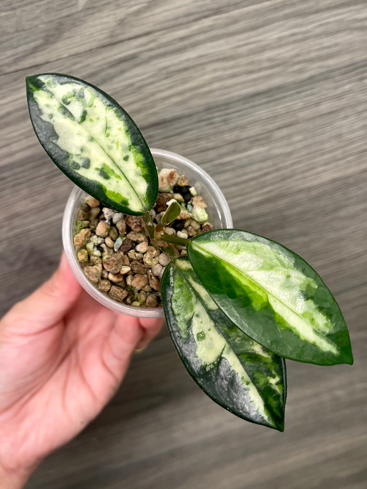 Hoya Madara Green Edge C