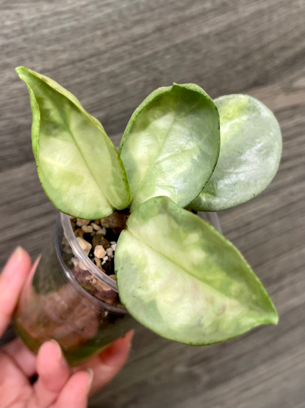 Hoya Argentea Princess B