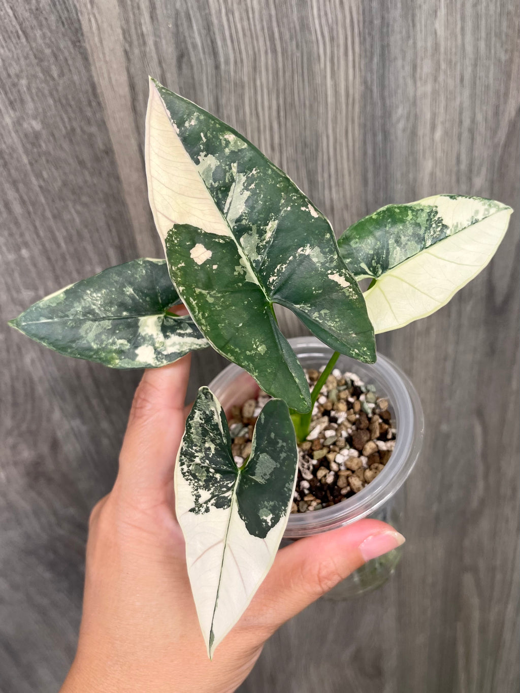 Alocasia Scabriuscula Pink Albo