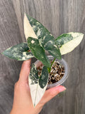 Alocasia Scabriuscula Pink Albo