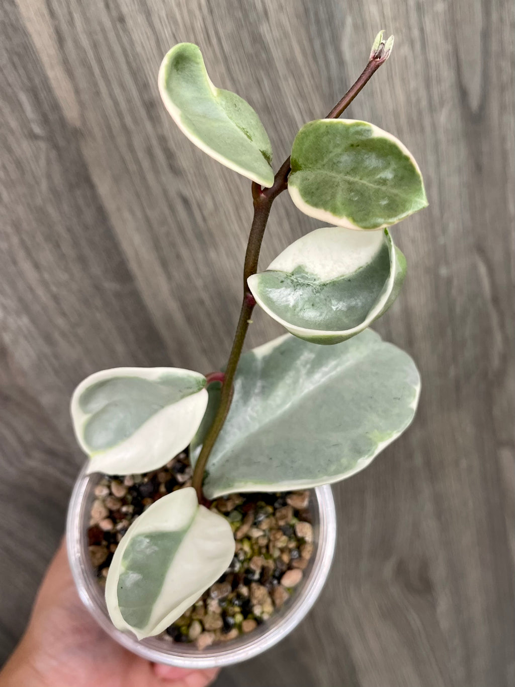 Hoya Argentea Picta A