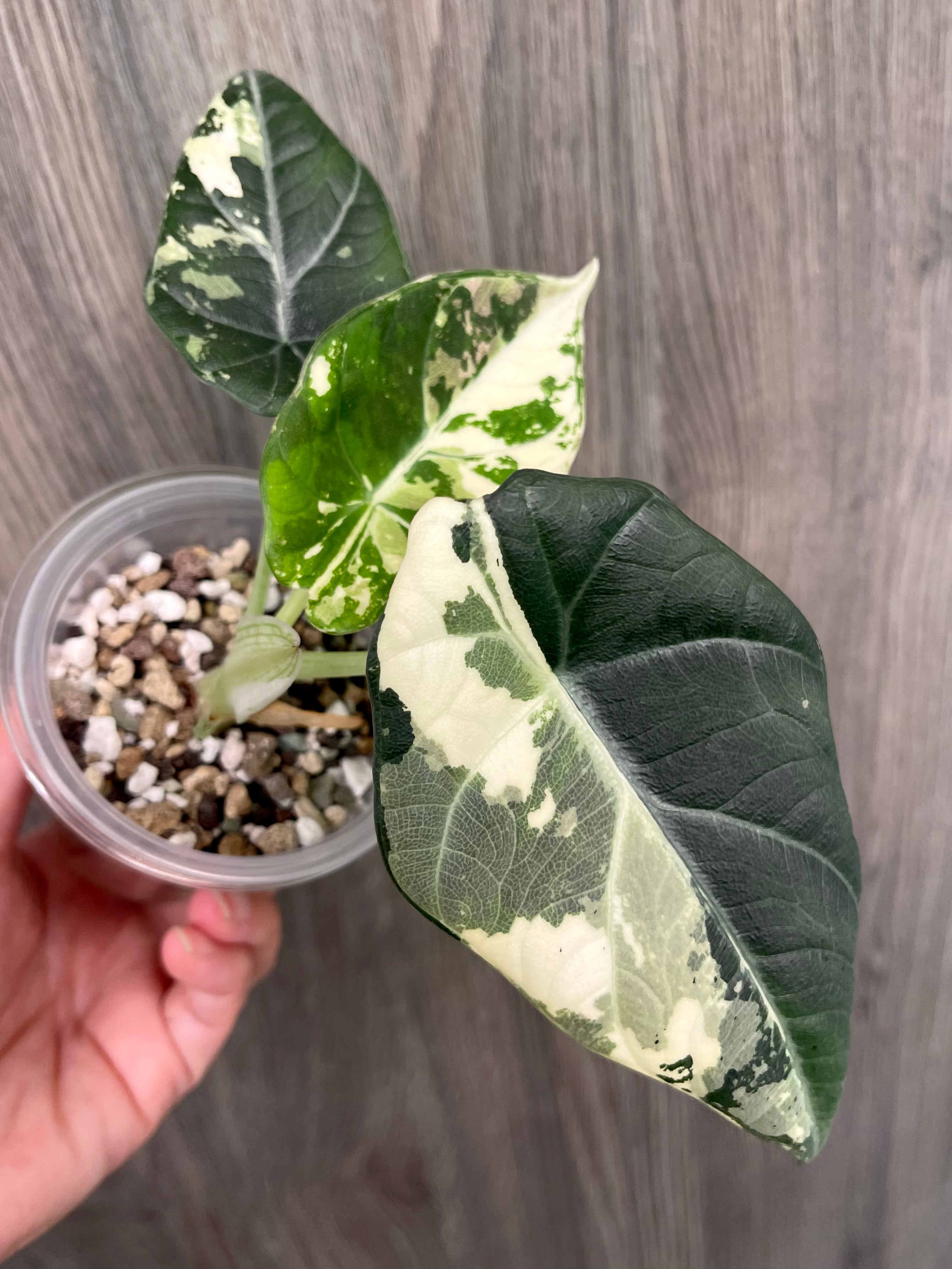 Alocasia Maharani Variegated A