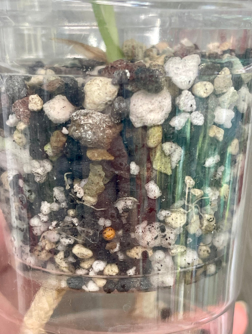 Alocasia Watsoniana Pink Doff